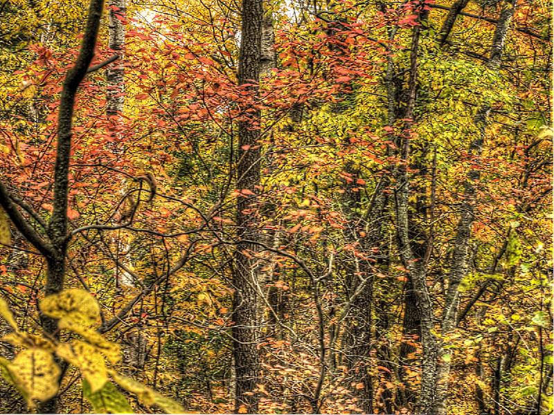 Thickson Woods 05.jpg