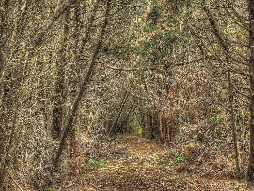 Heber Down Trail 01.jpg