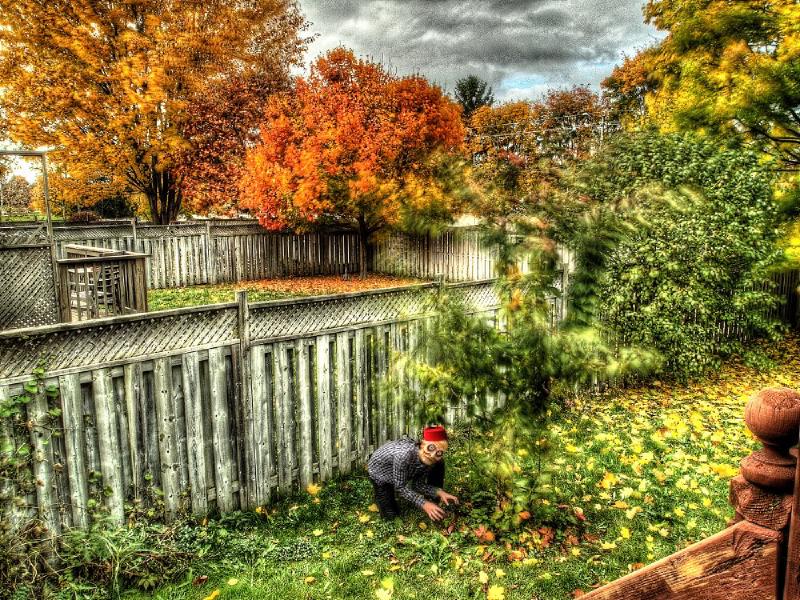 Bosco Picking Strawberries.jpg